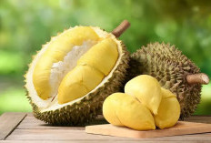 Cara Memilih Durian yang Lezat: Panduan Lengkap untuk Pecinta Durian