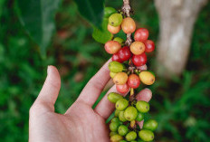 Petani Harus Perhatikan Penyebab Rontoknya Bunga pada Kopi.