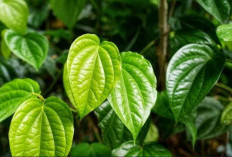  4 Herbal Terbaik untuk Mengencangkan Rahim Setelah Persalinan