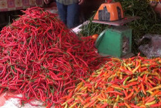 Jelang Nataru, Harga Cabai dan Bawang Merah di Lebong Meroket 