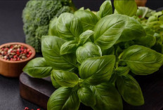 4 Manfaat Kemangi untuk Tubuh, Kaya Antioksidan dan Vitamin