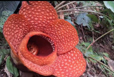 Amazing! Bunga Raflesia  Mekar Sempurna di Hutan Boven Lais