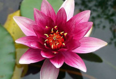 Produk Pelembap Kulit, Pilih yang Terbuat dari Bunga Lotus