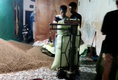 Harga Kopi di Lebong Kembali Melejit