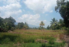 Kemarau, Petani di Lebong Tengah Tak Bisa Garap Lahan Sawah