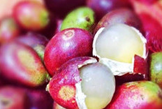 4 Manfaat Buah Matoa bagi Kecantikan Wanita