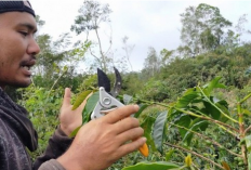 Pemangkasan Pohon Kopi: Teknik Sederhana untuk Hasil Panen Dua Kali Lipat