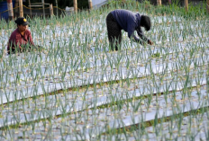 Cara Mudah Budidaya Bawang Daun di Rumah, Dijamin Berhasil!