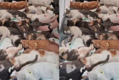 Viral! Ratusan Kucing di Bandung Pingsan Usai Disterilisasi