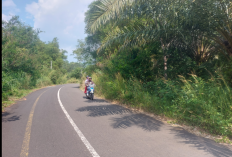 Jalan Menyemak Menuju Pusat Pemerintahan di Lebong Dikeluhkan