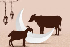 Manakah yang Lebih Baik Kurban Sapi Patungan atau Kambing Sendiri?