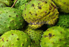 3 Khasiat Teh Daun Sirsak, Baik untuk Penderita Ambeien