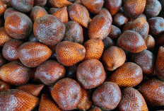 5 Manfaat Salak, Bikin BAB Makin Lancar