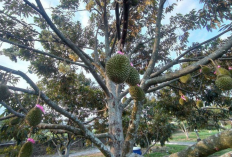 Cara Menanam Durian dari Biji dan Tips Memanennya