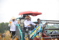 Menteri Amran Beli Benih Jagung Rp 10 Miliar, Gratis untuk Petani