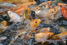 Hemat Biaya dengan Membuat Sendiri Pakan Ikan Mas: Panduan Praktis dan Mudah