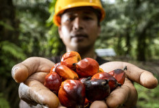 BPDP Danai 400 Riset Sawit, PASPI Dorong Hasil Publikasi Jadi Solusi Nyata di Industri