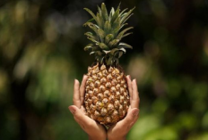 Ini Manfaat Menakjubkan Makan Nanas dan Efek Sampingnya