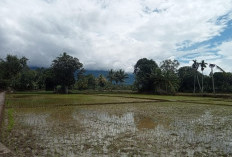 Musim Hujan Bawa Berkah untuk Lahan Sawah Kering di Lebong Tengah