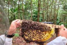 5 Tips Beternak Madu Secara Aman di Rumah