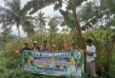 Program SaDeSaHe Berhasil, Desa Tanjung Bungai II Panen Raya Jagung