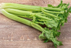 Khasiat Daun Seledri untuk Ginjal: Solusi Herbal Mencegah Penyakit Serius