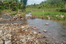 Tanggul Air Trap Jebol, Puluhan Hektar Sawah Terancam