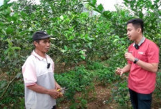 Budidaya Lemon California: Peluang Bisnis Menguntungkan