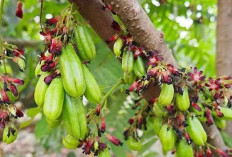 Manfaat Belimbing Wuluh untuk Kesehatan dan Penggunaan yang Tepat