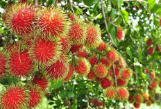 Mengapa Rambutan Baik untuk Kesehatan? Inilah Manfaat yang Harus Anda Ketahui