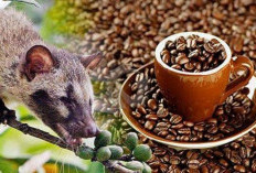 Manfaat Kopi Luwak untuk Kesehatan