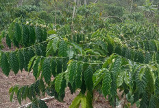 Petani di Lebong Kembangkan Kopi Stek untuk Tingkatkan Produksi