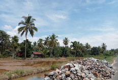 Lahan Sawah di Lebong Tengah Terus Menyusut, Pemukiman Baru Jadi Penyebab