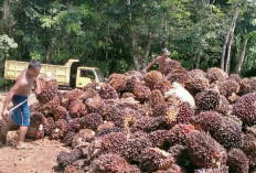 Kementan Targetkan 1.500 Ha, Replanting di Bengkulu Utara