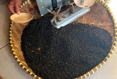 6 Manfaat Lada Hitam yang Bikin Kaget