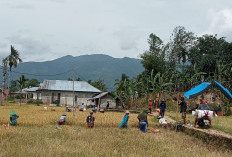 Jangan Jual Semua Hasil Panen, Petani Lebong Tengah Diminta Simpan Cadangan Pangan