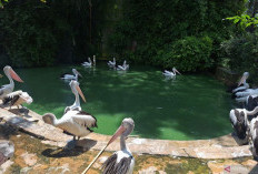 14.217 Wisatawan Padati Taman Margasatwa Ragunan pada Malam Tahun Baru