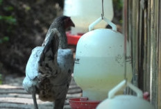 Kisah Peternak Asal Ciamis yang Mencoba Peluang Bisnis Ternak Ayam Sentul  