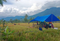 Harga Gabah di Kabupaten Lebong Tembus Rp 6.500/Kg