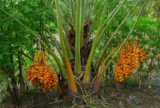 Satu Rumah Satu Pohon Kurma: Menggagas Kebun Kurma di Negeri Tropis