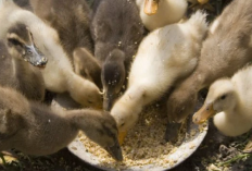 Menetas Telur Bebek dengan Mesin: Panduan Lengkap untuk Pemula