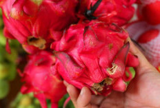 5 Manfaat Buah Naga yang Bikin Kaget