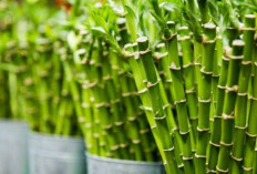 Manfaat Ekstrak Bambu untuk Kecantikan Wajah