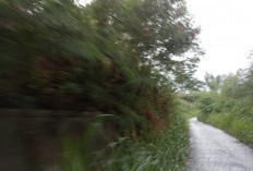 Warga Minta Pemkab Lebong Rutin Lakukan Tebas Bayang 