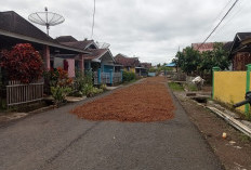 Jelang Lebaran, Harga Kopi di Lebong Turun Rp 2.000 per Kg
