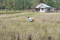 Padi Batet Jadi Penyelamat Ekonomi Petani Lebong Tengah