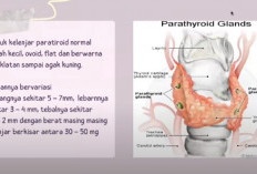 Mekanisme Kerja Hormon Paratiroid, Menjaga Keseimbangan Kalsium dalam Darah