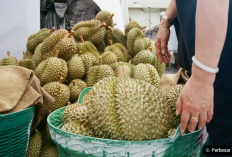 Cara Jitu Stek Durian: Rahasia Sukses Budidaya Buah Durian