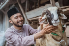 Apa Yang Harus Diperhatikan Saat Memilih Hewan Kurban?