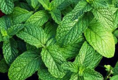 3 Tanaman Hias yang Bisa Dijadikan Bahan Skincare Alami